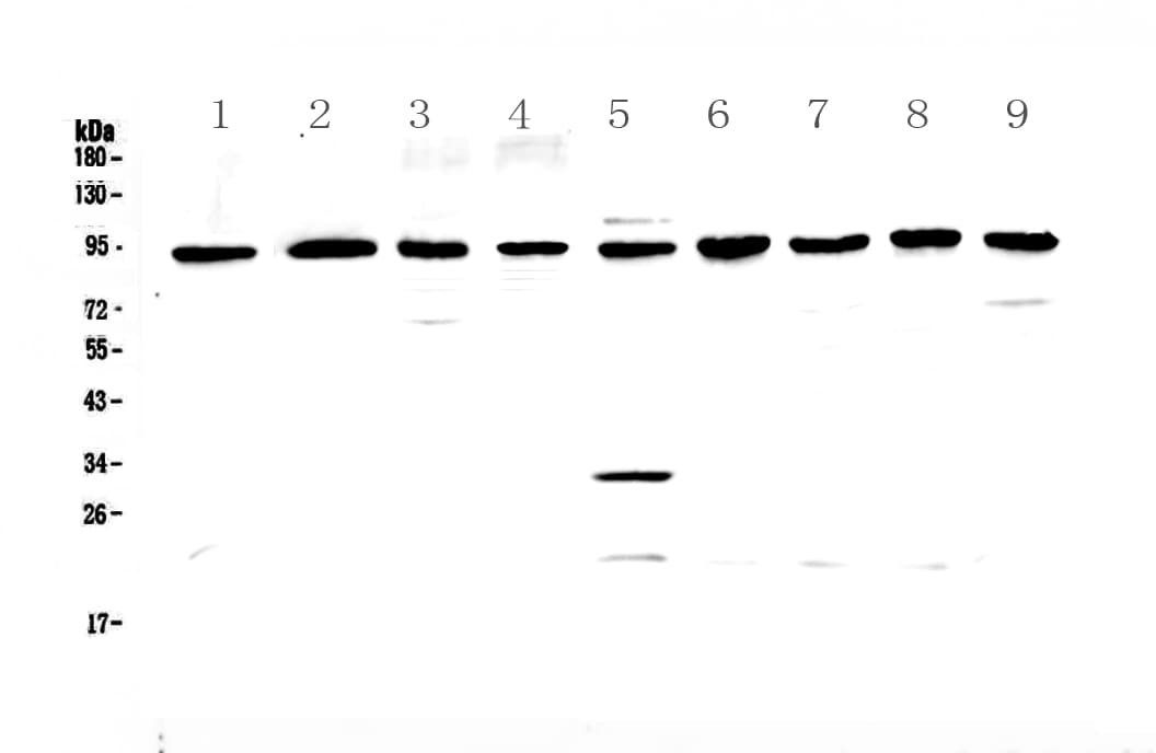 GNS Antibody