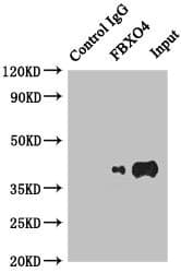 Polyclonal Rabbit anti-Human FBXO4 / FBX4 Antibody (IHC)