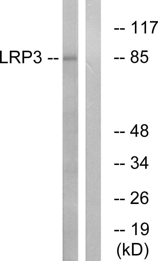LRP3 Antibody
