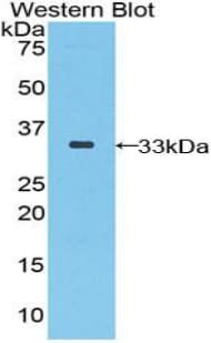 SEPP1 / Selenoprotein P Antibody (aa60-299, Biotin)