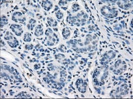 SLC2A5 / GLUT5 Antibody (clone OTI9G8, Carrier-free)