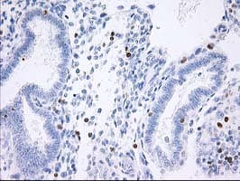STAT4 Antibody (clone OTI4F9)