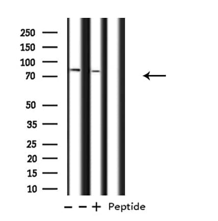 ATXN7L2 Antibody