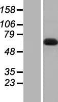 DBR1 Protein (Over-Expression Lysate Myc-DDK (Flag))