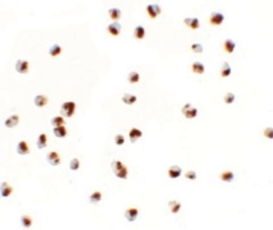 IHC-plus™ Polyclonal Rabbit anti-Human YPEL5 Antibody (IHC, IF, WB)