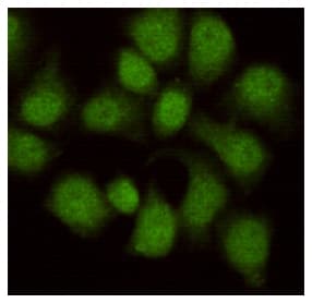 Monoclonal Mouse anti-Human WDR77 / MEP50 Antibody (WB)