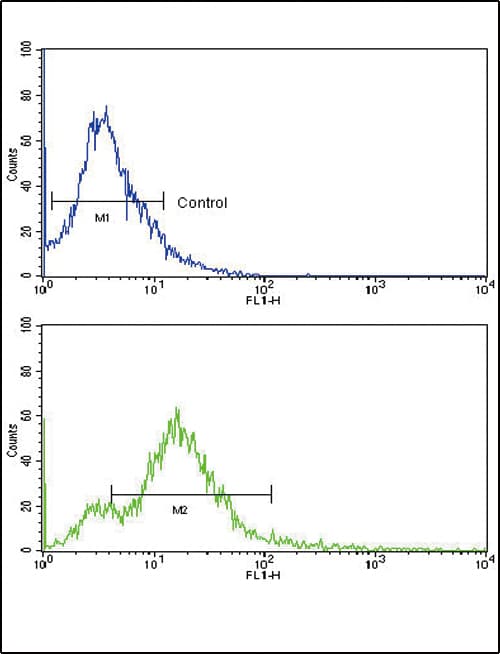 Polyclonal Rabbit anti-Human ACVR1B / ALK4 Antibody (aa134-164, WB)