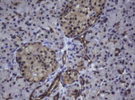 ZSCAN4 Antibody (clone OTI1A6)