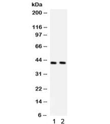 TMEM173 / STING Antibody