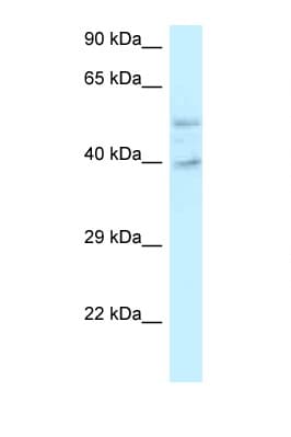 POLR2M Antibody (C-Terminus)