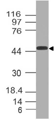 DEPTOR / DEPDC6 Antibody