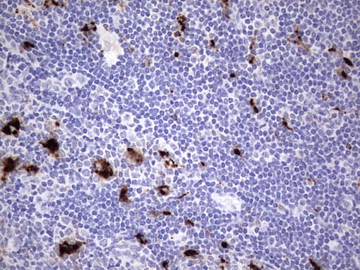 Nor-1 / NR4A3 Antibody (aa332-626, clone OTI2A6)