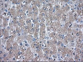 GPI Antibody (clone OTI5A11)