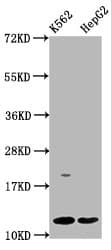 HIST1H4I Antibody