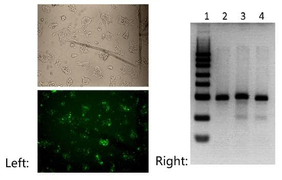NLS-Cas9-EGFP Nuclease Protein (Fusion)