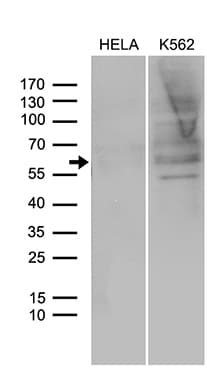 SPAG4 Antibody (aa191-279, clone OTI3E9)