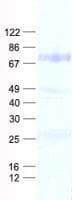 Human EIF3L / EIF3EIP Protein (Recombinant His, N-Terminal)