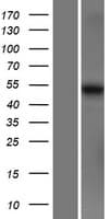 MARCO Protein (Over-Expression Lysate Myc-DDK (Flag))