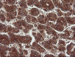 NDOR1 Antibody (clone OTI1E3)