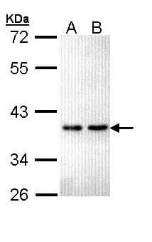 ZNF346 Antibody (aa1-294)