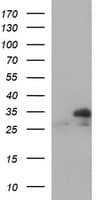 TXNDC1 / TMX1 Antibody (clone OTI1C1, Carrier-free)