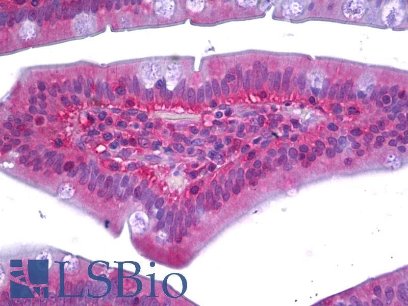 IHC-plus™ RAC1 Antibody
