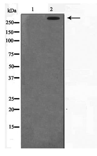 PRKDC / DNA-PKcs Antibody