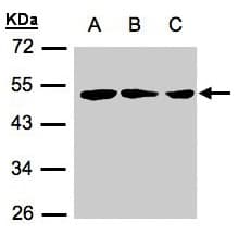 ZMYND10 Antibody (aa377-440)