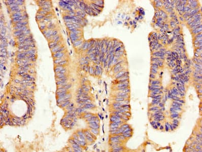 Peptide YY / PYY Antibody