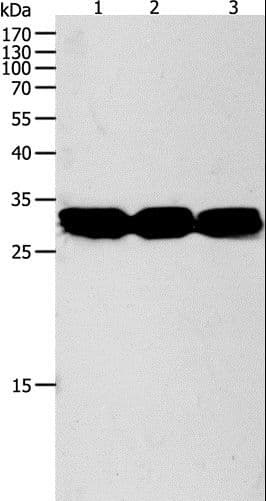 NIT2 Antibody