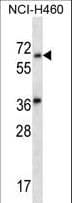 Polyclonal Rabbit anti-Human LINGO3 Antibody (aa395-424, WB)