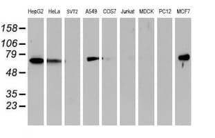 EPN2 Antibody (clone OTI1B4, Carrier-free)