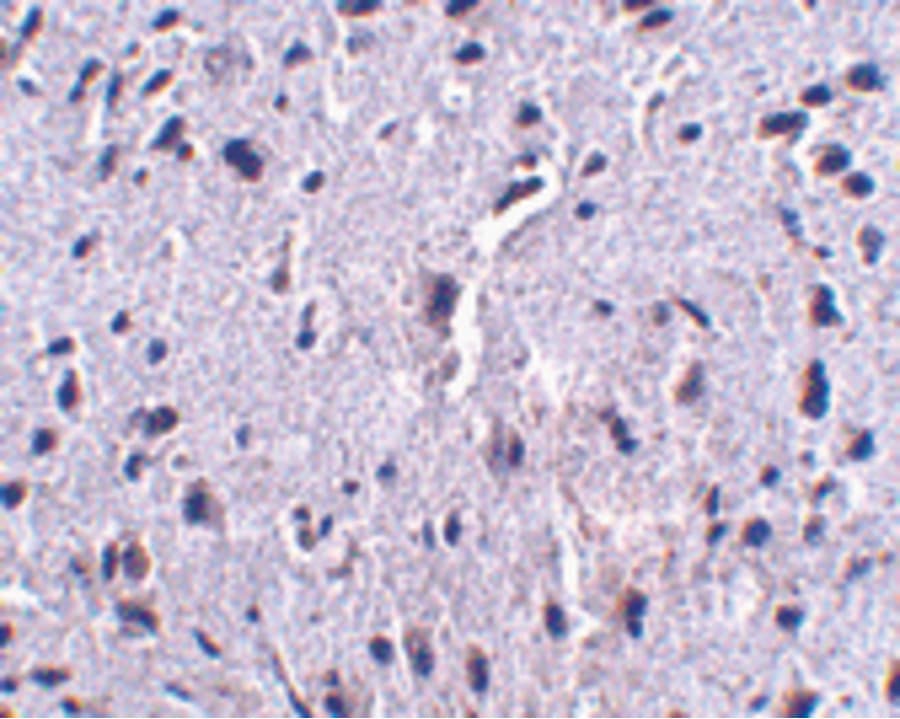 PDCD1 / CD279 / PD-1 Antibody (clone 7A11B1)