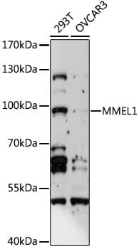 MMEL1 Antibody