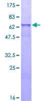 Human CPVL Protein (Recombinant GST)