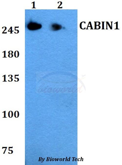 Polyclonal Rabbit anti-Human CABIN1 Antibody (WB)