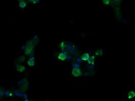 SLA2 / SLAP2 Antibody (clone OTI3D4)
