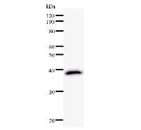 Monoclonal Mouse anti-Human CSRP2BP Antibody (clone 2221C4a, WB)