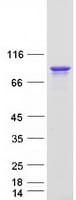Human DDX4 / VASA Protein (Recombinant Myc-DDK (Flag))
