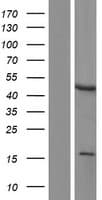 LMX1A Protein (Over-Expression Lysate Myc-DDK (Flag))