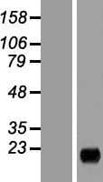 MARCH2 Protein (Over-Expression Lysate Myc-DDK (Flag))