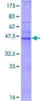 Human CLDN6 / Claudin 6 Protein (Recombinant GST)