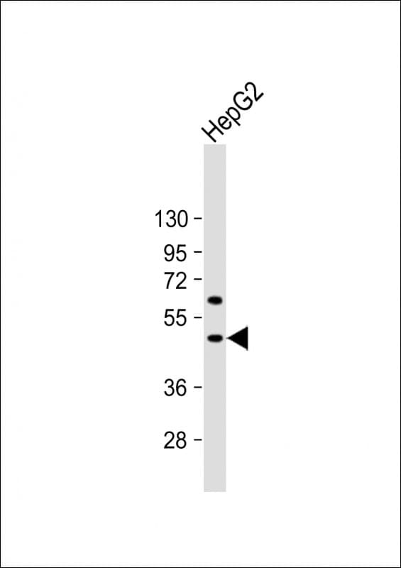 GDF2 / BMP9 Antibody (N-Terminus)