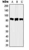 Polyclonal Rabbit anti-Human STAT3 Antibody (phospho-Tyr705, IHC, WB)