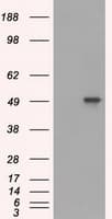 Monoclonal Mouse anti-Human CD4 Antibody (clone OTI4F8, IHC, WB)