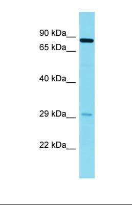 NYAP2 Antibody (aa131-180)