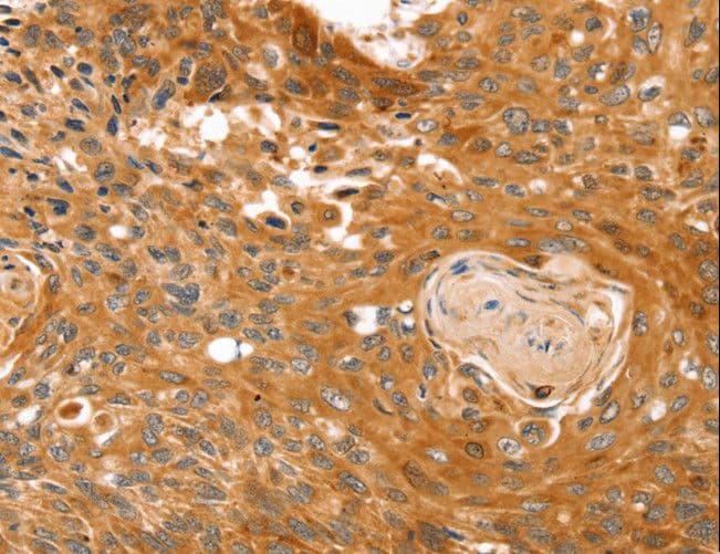 IHC-plus™ RGS4 Antibody