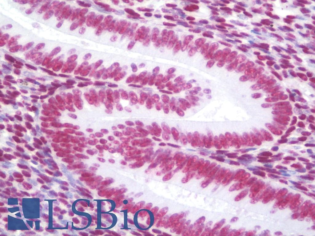 IHC-plus™ CHCHD7 Antibody