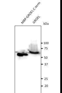 GroEL Antibody (C-Terminus)