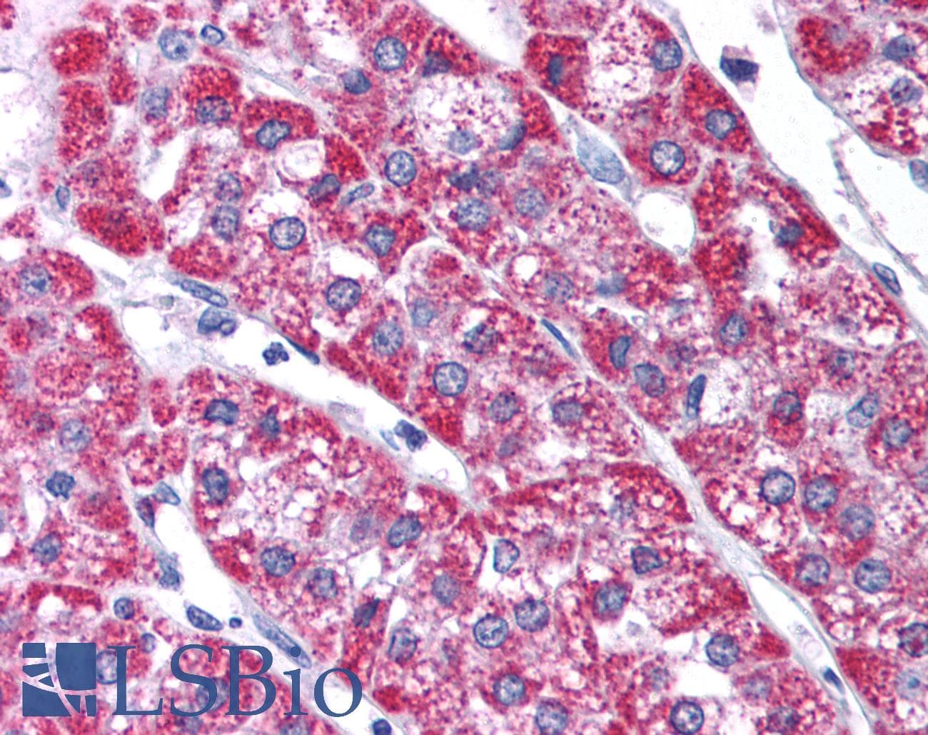 Polyclonal Rabbit anti-Human KCNH6 / Kv11.2 / ERG2 Antibody (aa628-677, IHC, WB)